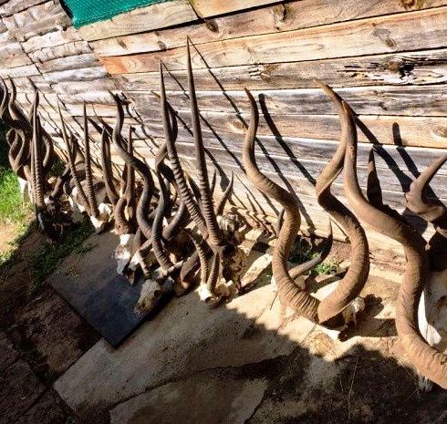 Ready to Hunt?