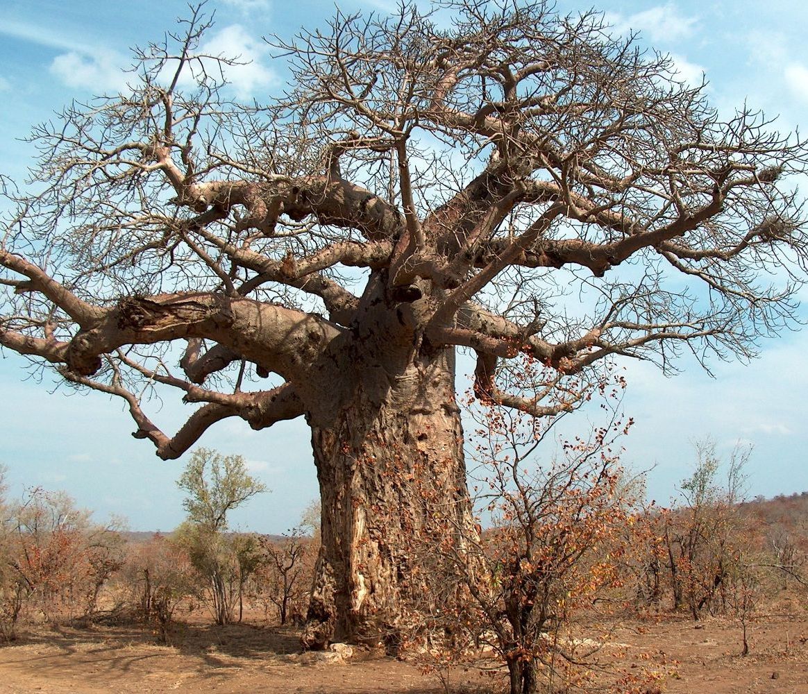 KRUGER PARK